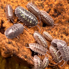 Armadillidium Depressum 25