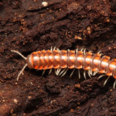 Euryurus sp. “West Tennessee”