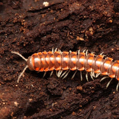 Euryurus sp. “West Tennessee”