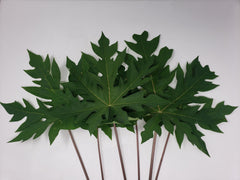 Papaya Leaves Bundle Diet