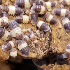 Cubaris Sp. Panda King