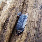 Cubaris Sp. Pak Chong Cubaris