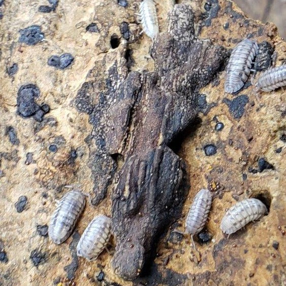 Armadillidium Nasatum Wild