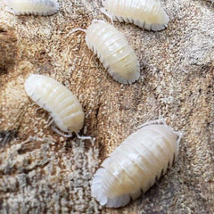 Armadillidium Nasatum Pearl