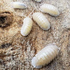 Armadillidium Nasatum Pearl