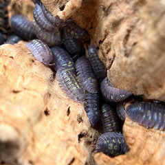 Armadillidium Granulatum