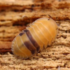 Cubaris Sp. Amber Cubaris