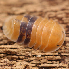 Cubaris Sp. Amber Cubaris
