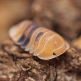 Cubaris Sp. Amber Cubaris