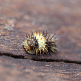 Laureola Sp. White Stripe Spiky Cubaris