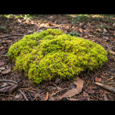 Delicate Fern Moss Animals & Pet Supplies