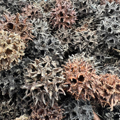 Sweet Gum Seed Pods Animals & Pet Supplies