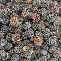 Sweet Gum Seed Pods Animals & Pet Supplies