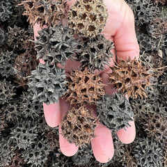 Sweet Gum Seed Pods Animals & Pet Supplies