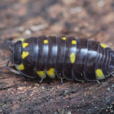 Merulanella “Mayalanka”