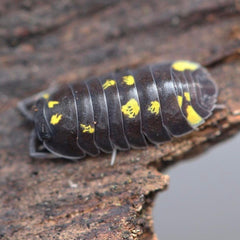 Merulanella “Mayalanka”