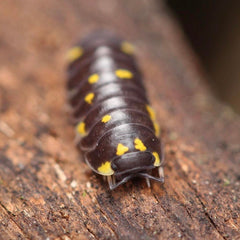 Merulanella “Mayalanka”