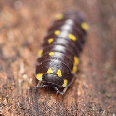 Merulanella “Mayalanka”