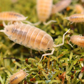 Porcellionides pruinosus “Butter Pecan”