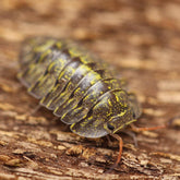 Troglodillo sp. Green Spot