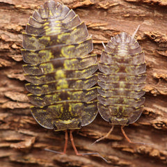Troglodillo sp. Green Spot