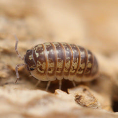 Armadillidium Versicolor “Ukraine”