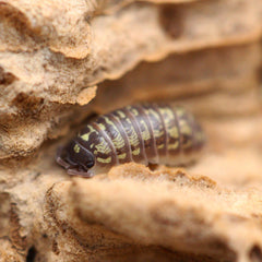 Armadillidium Versicolor “Ukraine”
