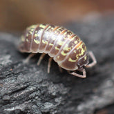Armadillidium Versicolor “Polska”