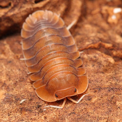 Troglodillo sp. Sunset isopod