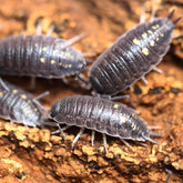 Porcellio Ornatus “Yellow Dot”