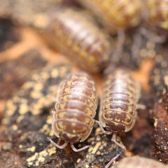 Armadillidium Versicolor "Slovenia"