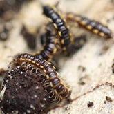Asiomorpha coarctata Spike Millipede