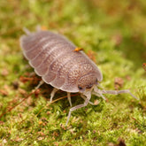 Porcellio “Valencia”