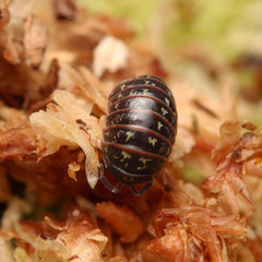 Armadillidium Pulchellum