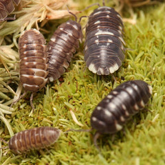 Armadillidium "Corcyraeum"