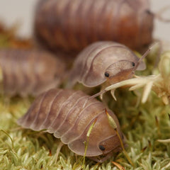 Nesodillo Arcangelii Sp. "Purple Ghost"