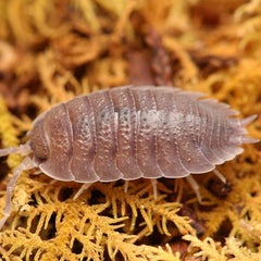 Porcellio “Valencia”