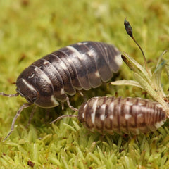 Armadillidium "Corcyraeum"