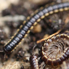 Asiomorpha coarctata Spike Millipede