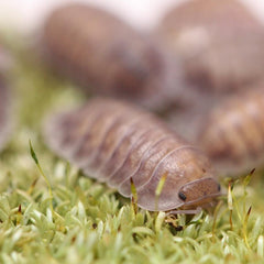 Nesodillo Arcangelii Sp. "Purple Ghost"