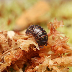 Armadillidium Pulchellum