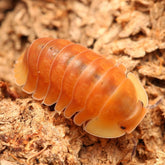 Cubaris Sp. "Blonde Rubber Ducky"