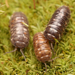 Armadillidium "Corcyraeum"