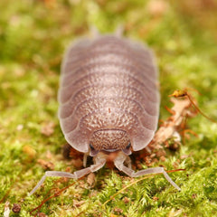 Porcellio “Valencia”