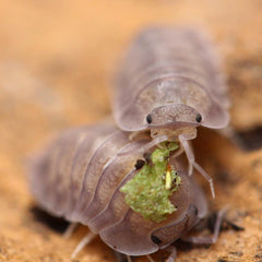 Nesodillo Arcangelii Sp. "Purple Ghost"