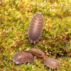 Porcellio “Valencia”