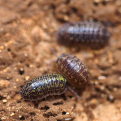 Armadillidium Versicolor "Slovenia"
