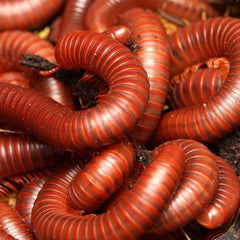 Trigoniulus corallinus - Scarlet Millipede  “Malaysia”