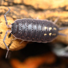 Porcellio Ornatus “Yellow Dot”
