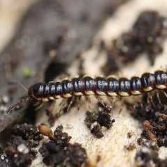 Asiomorpha coarctata Spike Millipede